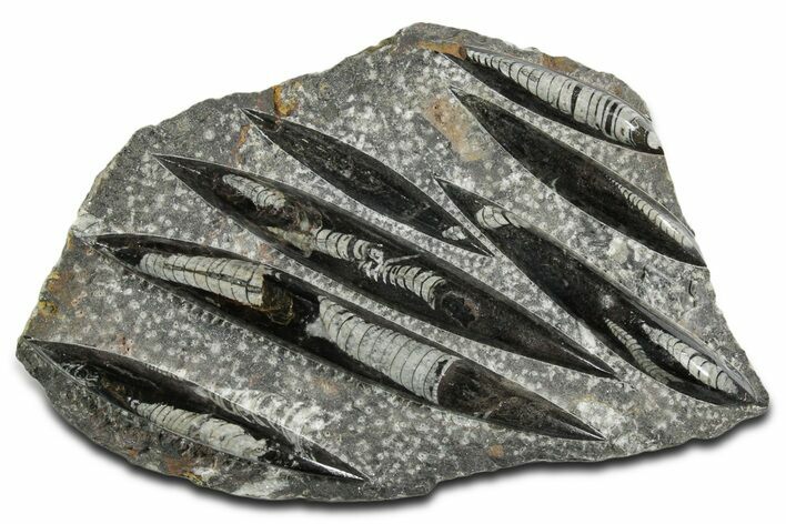 Polished Fossil Orthoceras (Cephalopod) Plate - Morocco #348441